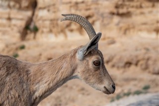 אריתריאה