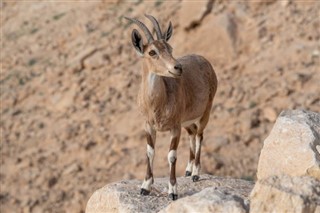 Eritrea