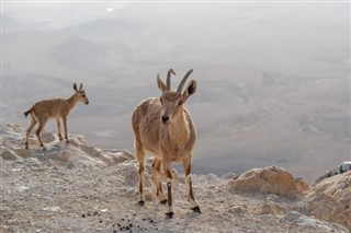 Eritreja