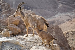 Eritrea