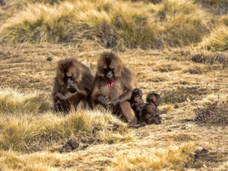 Ethiopia