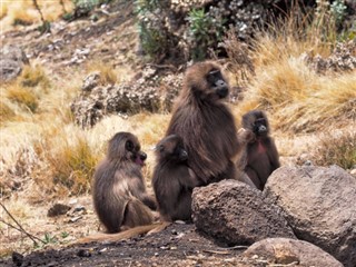 Ethiopia