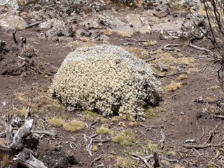 Ethiopia