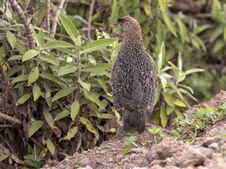 สาธารณรัฐเอธิโอเปีย