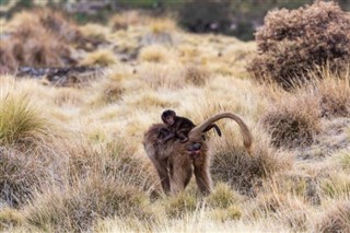 Ethiopia