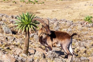 Ethiopia