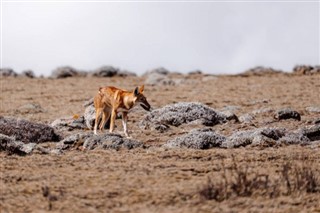 Ethiopia