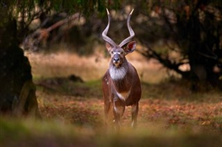 Ethiopia