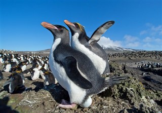 フォークランド諸島