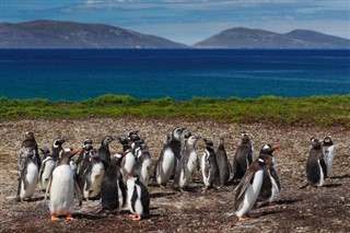 Falklandsøerne