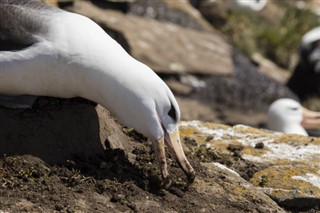 Falklandsøyene