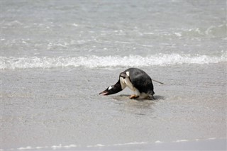 フォークランド諸島