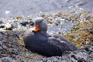 Falklandsøerne