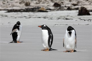 Falklandsöarna