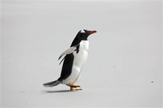 Falklandsøyene