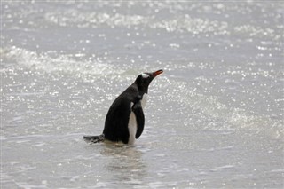 Falklandsöarna