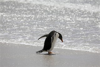 Falklandsöarna