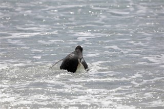 Falklandsöarna