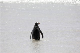 フォークランド諸島