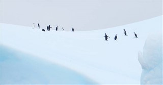 福克蘭群島