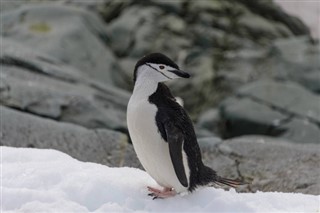 Falklandsøerne