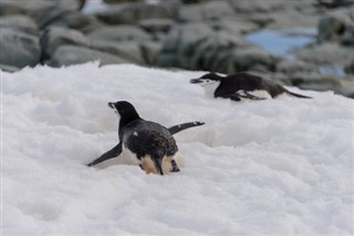 Falklandsøerne