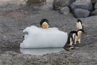 フォークランド諸島