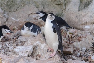 Falklandsøerne