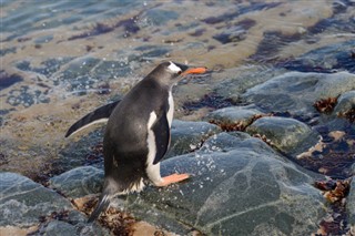 Falklandsøerne