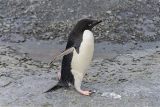 Falklandseyjar