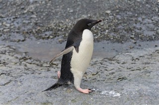 Falklandsøyene