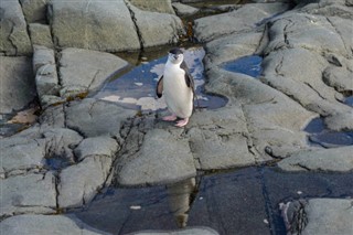 Falklandseyjar