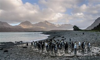 Falklandsøerne