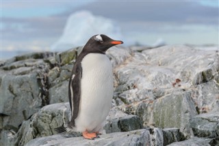 Falklandseyjar