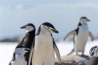 Falklandsöarna