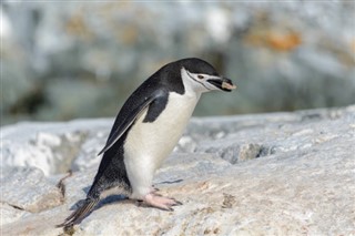 Falklandsøerne