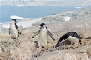 Falklandsøerne