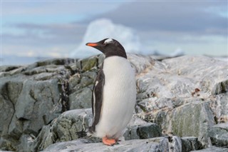 Falklandsøyene