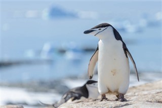 Falklandsøerne