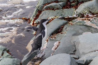 Falklandsøyene