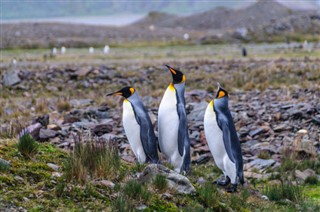 Falklandsøyene