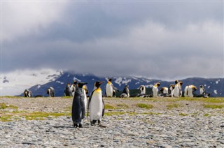 Falklandsøyene