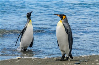 Falklandsöarna