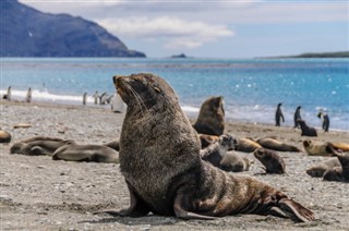 Falklandsöarna