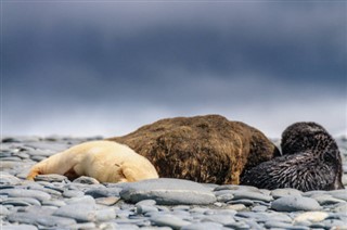 Falklandsøyene