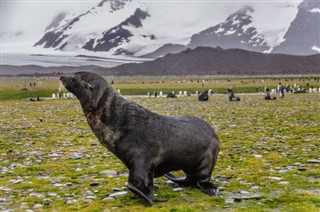 Falklandsøerne