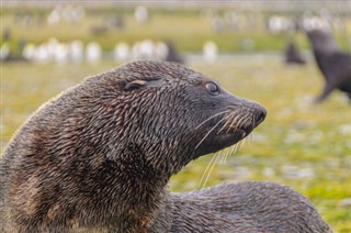 Falklandseyjar