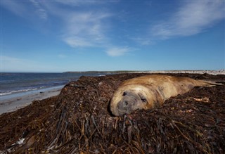 Falklandseyjar