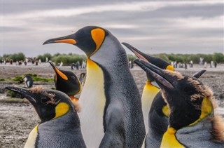 Falklandseyjar