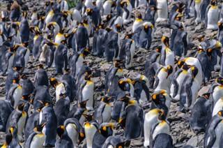 Falklandski